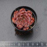 Echeveria Purple Iris