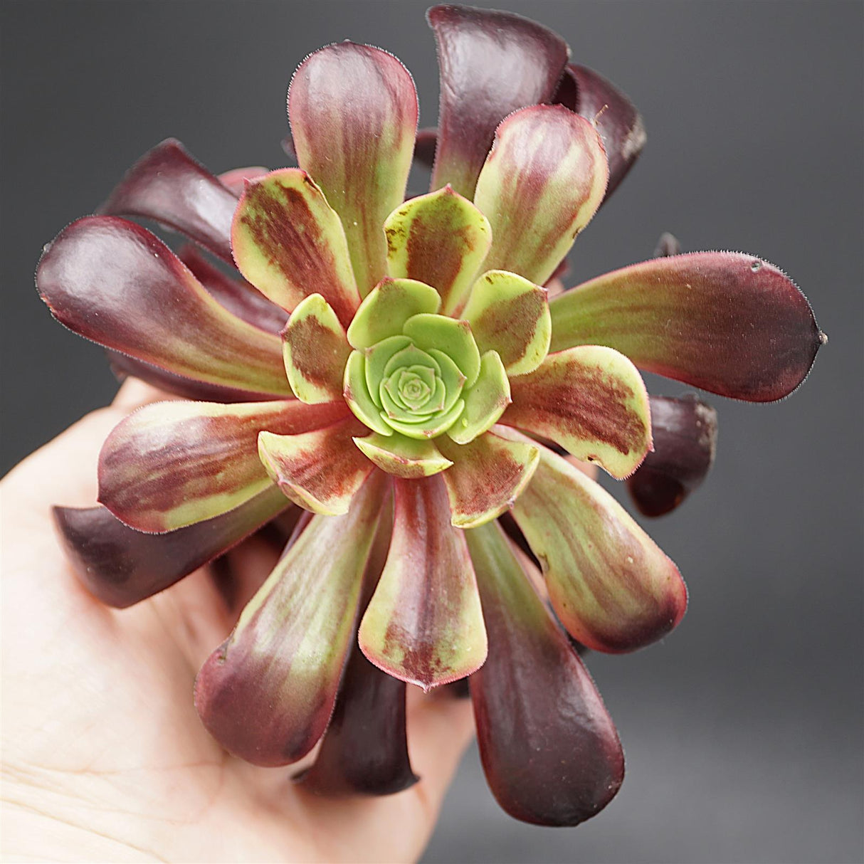 Aeonium Super Bang Steckling