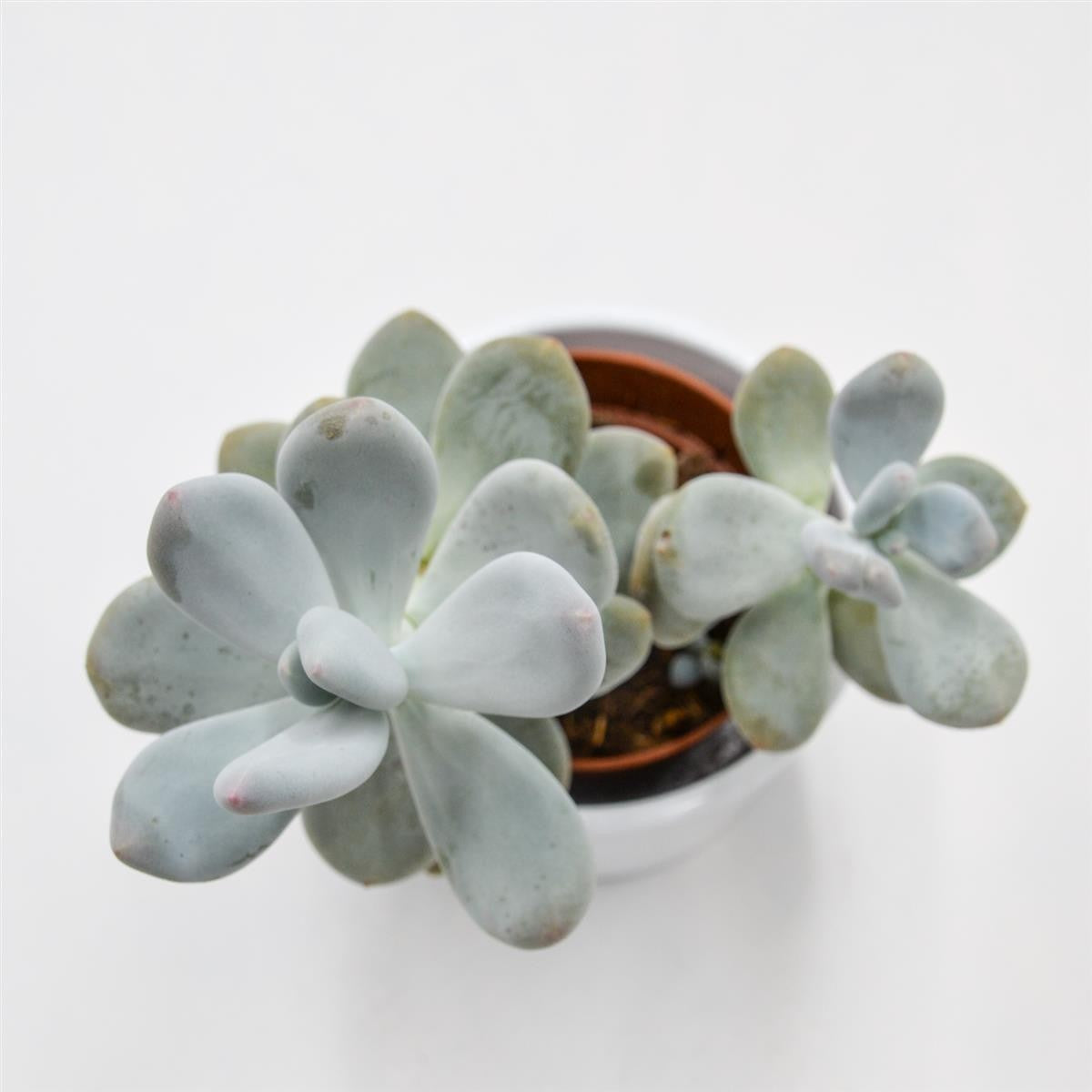 Pachyphytum bracteosum - 8,5cm
