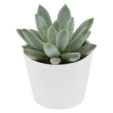 x Pachyveria Bea - 5,5cm