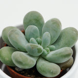Pachyphytum cuicatecanum - 5,5cm