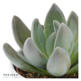 x Pachyveria Blue Mist - 5,5cm