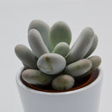 Pachyphytum oviferum - 6cm
