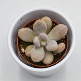 Pachyphytum oviferum Pink Moonstones - 6cm