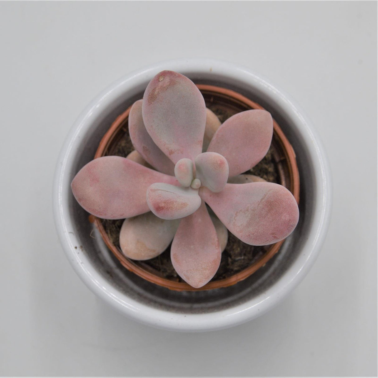 Pachyphytum oviferum Pink Moonstones - 6cm