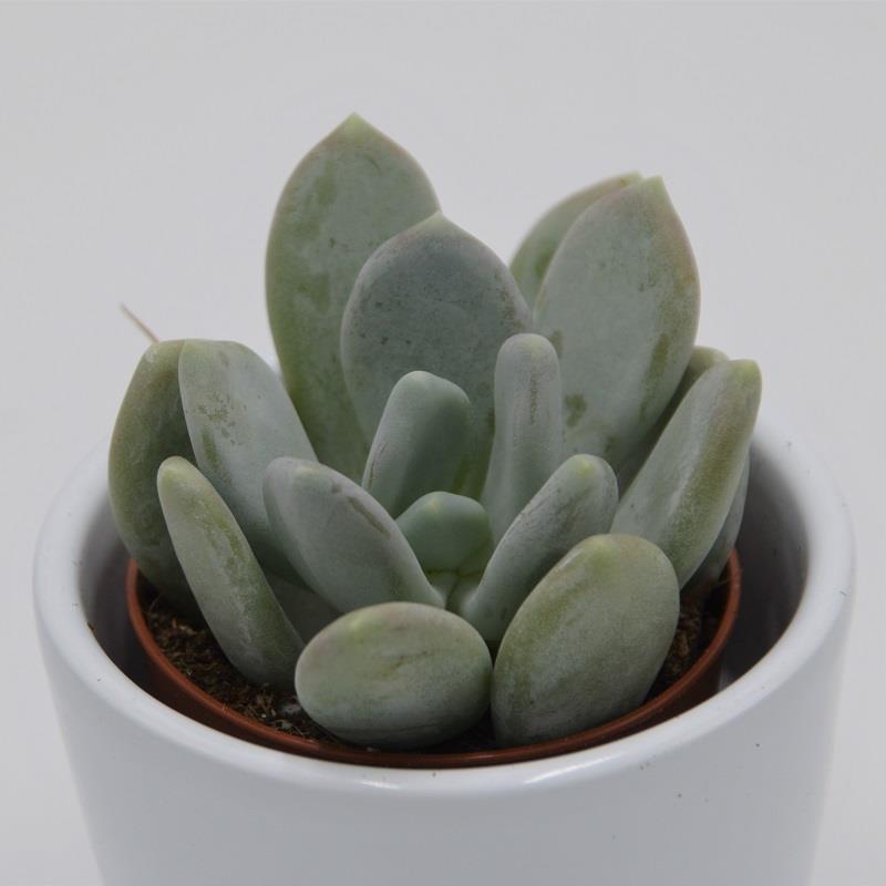 Pachyphytum bracteosum ssp. - 5,5cm
