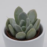 Pachyphytum bracteosum ssp. - 5,5cm
