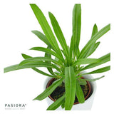 Pachypodium lamerei - 6cm