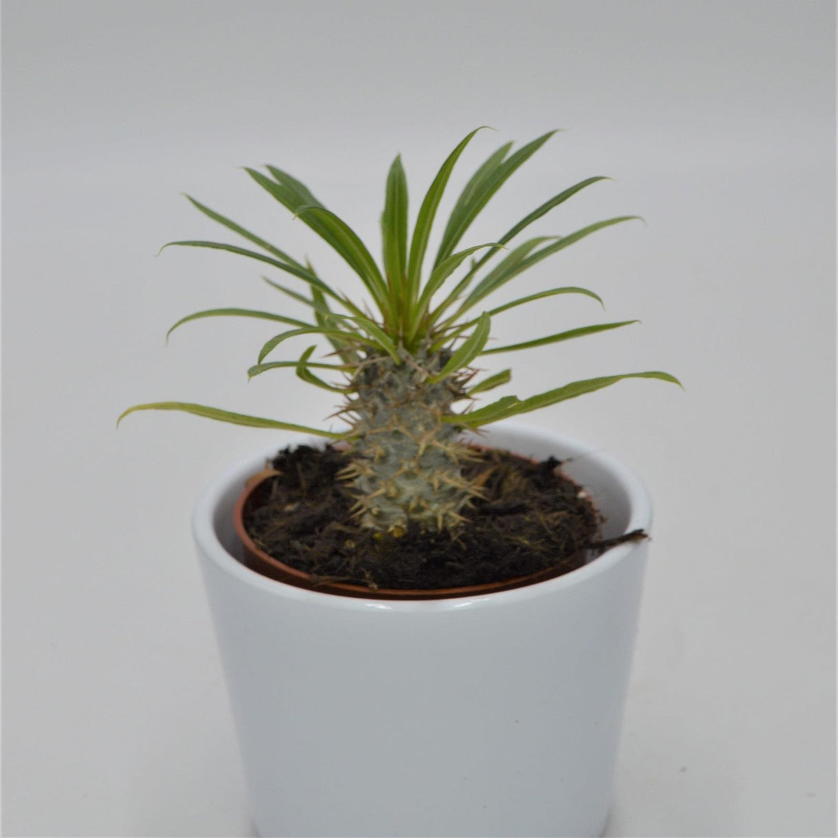Pachypodium lamerei - 8,5cm