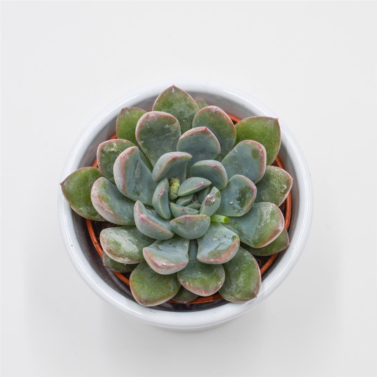 x Pachyveria Aurora - 6cm