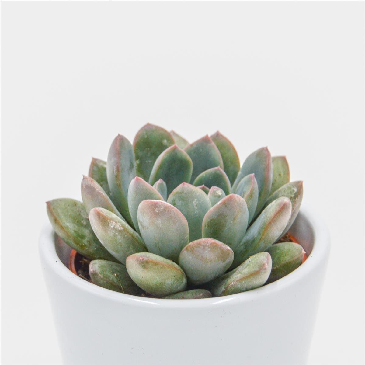 x Pachyveria Aurora - 6cm