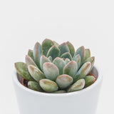 x Pachyveria Aurora - 6cm