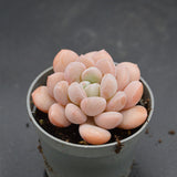 Pachyveria Egret