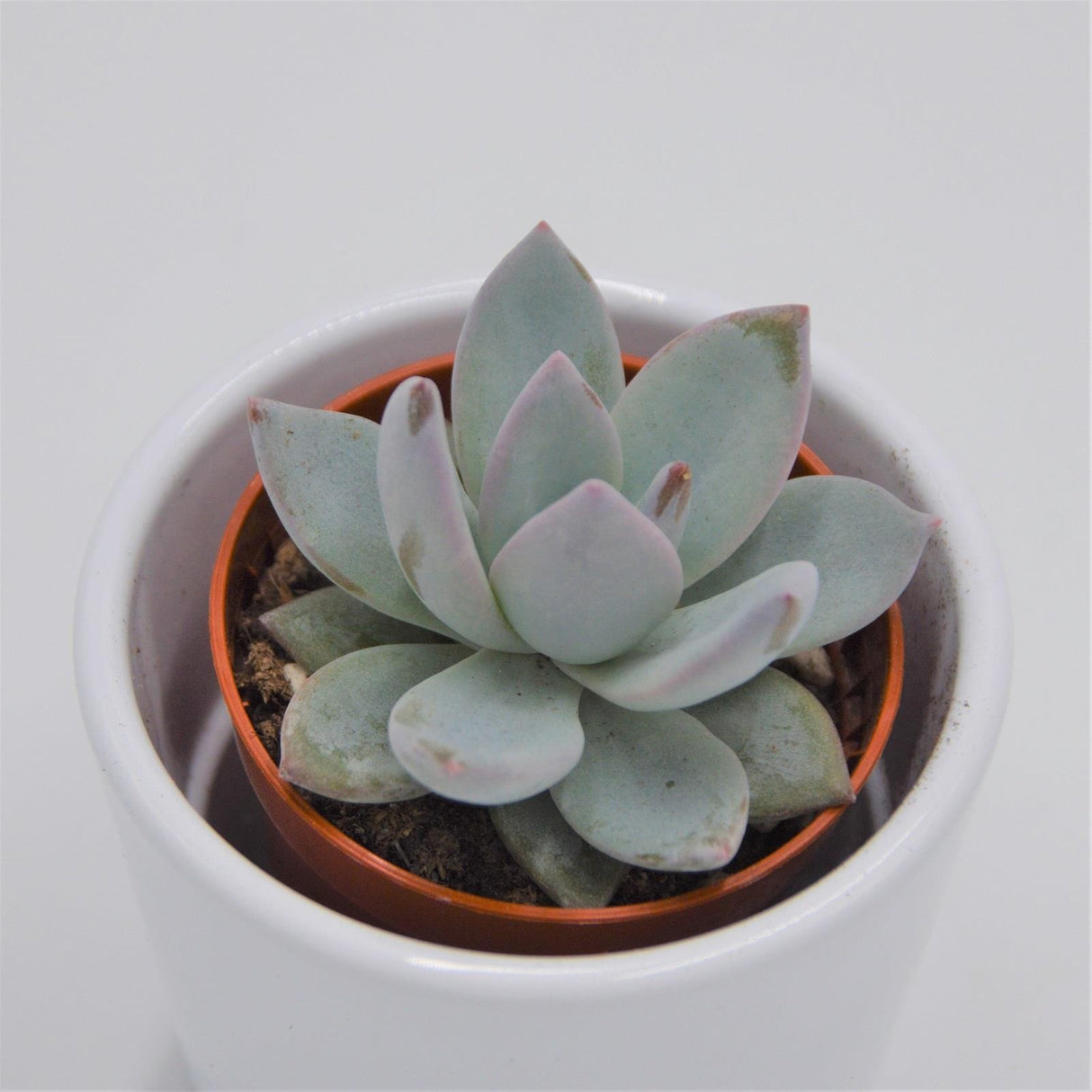 x Pachyveria Ice Crystal - 5,5cm