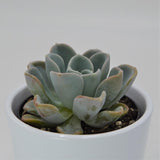 x Pachyveria Opret - 9cm