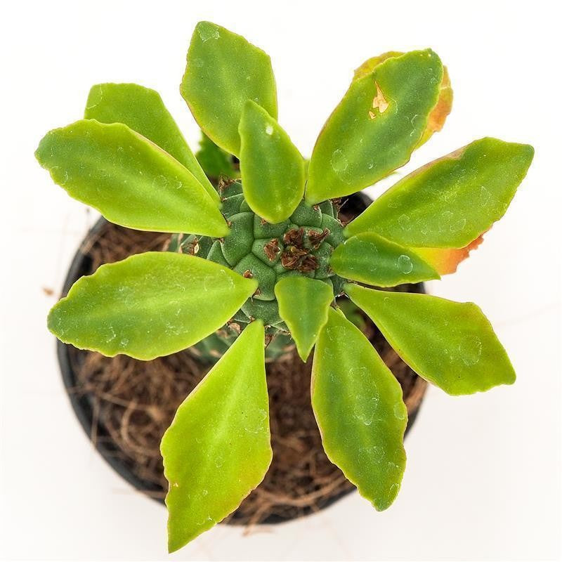 Monadenium stapelioides - 5,5cm