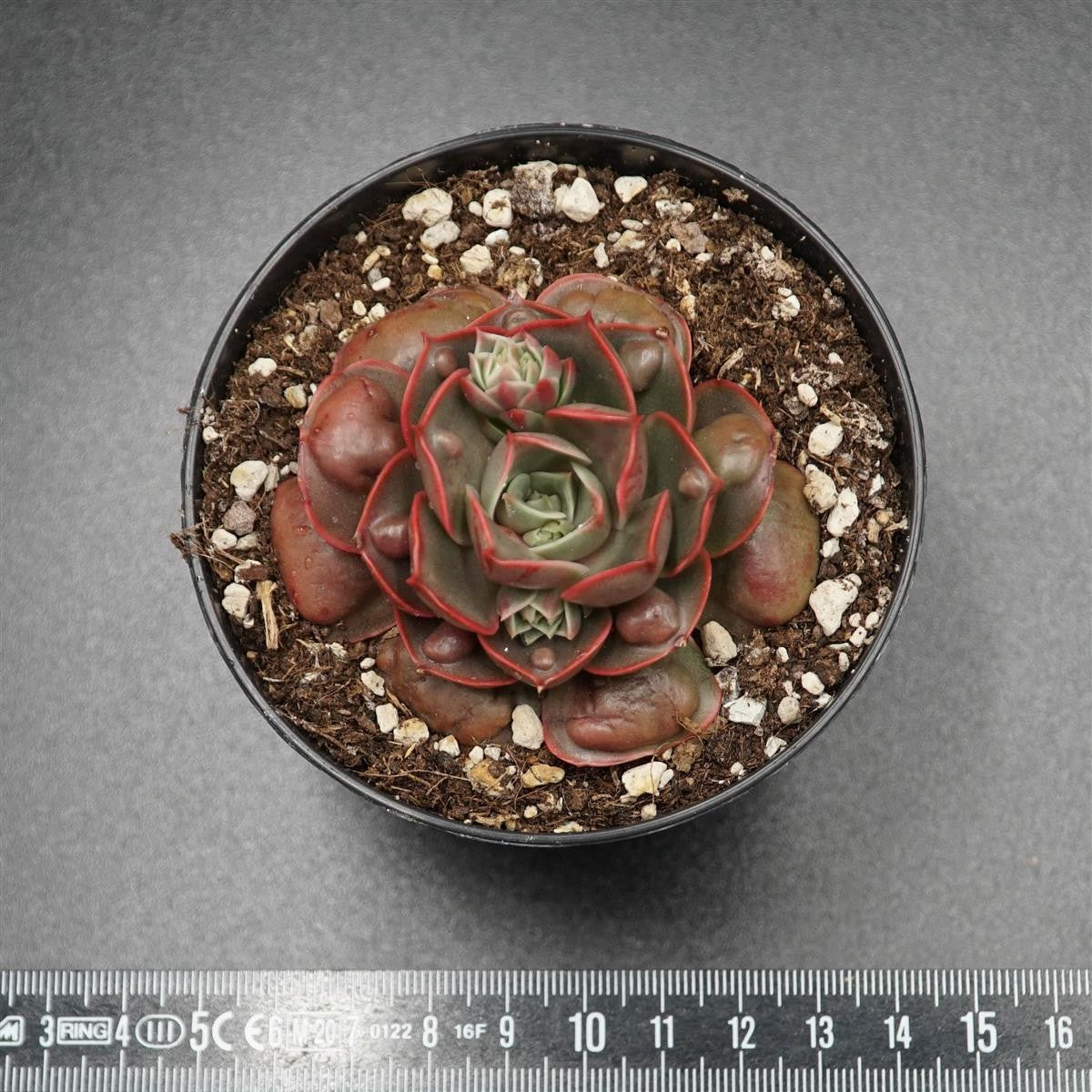 Echeveria Hong Deng f. Bumps