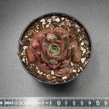 Echeveria Hong Deng f. Bumps
