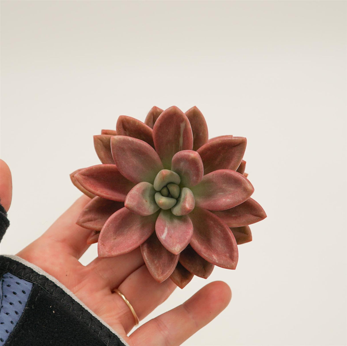 Graptoveria Pink Donna Mutation Steckling