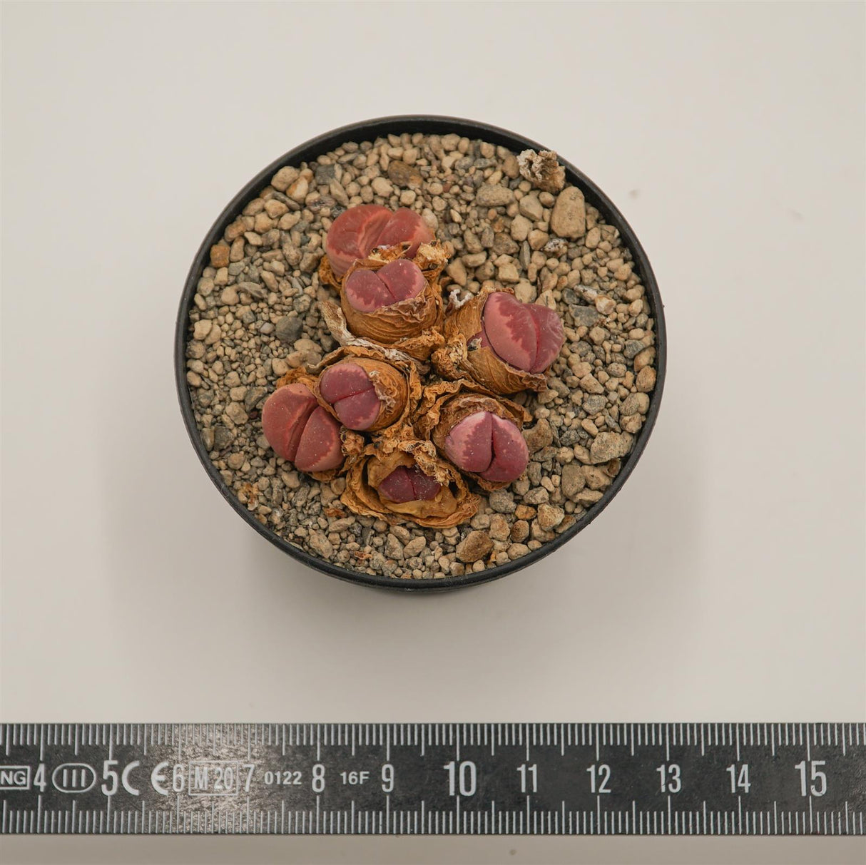 Lithops optica f. rubra