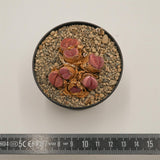 Lithops optica f. rubra