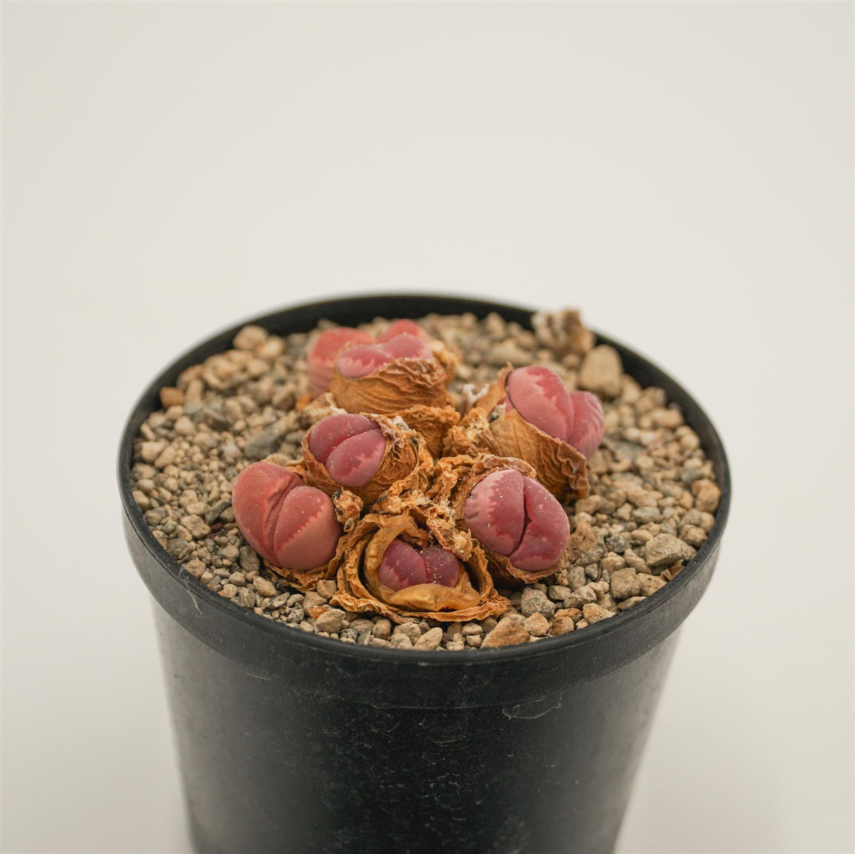 Lithops optica f. rubra