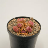 Lithops optica f. rubra