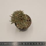Avonia alstonii