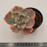 Echeveria Beyonce Rainbow