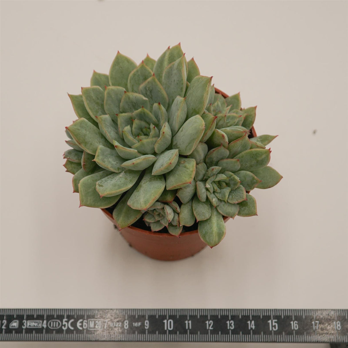 Echeveria pulidonis x imbricata