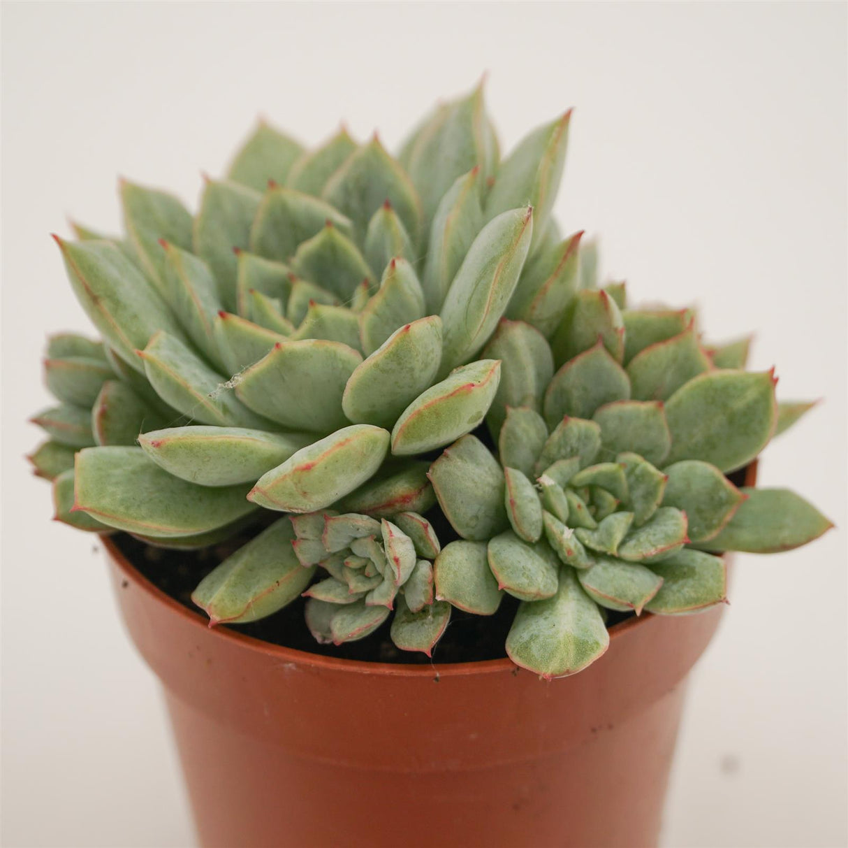 Echeveria pulidonis x imbricata