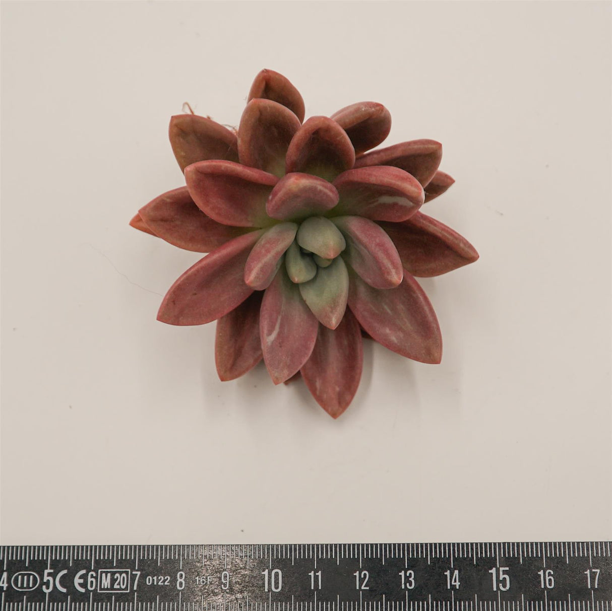 Graptoveria Pink Donna Mutation Steckling