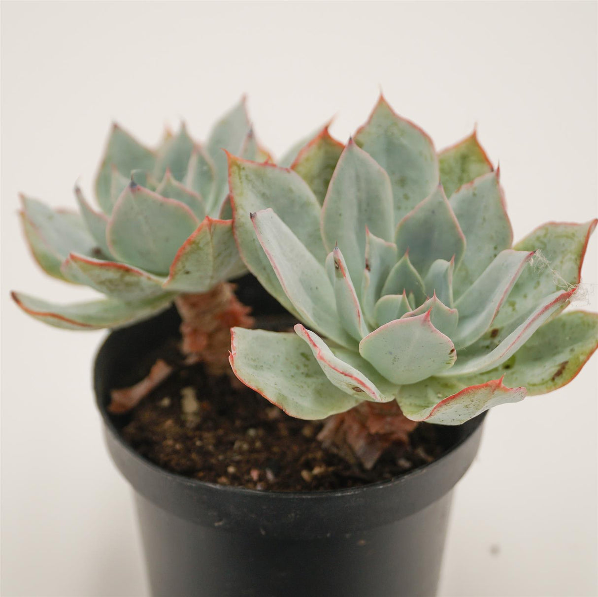 Echeveria Lazanoi