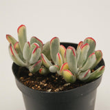 Cotyledon orbiculata var. flanaganii f. variegata
