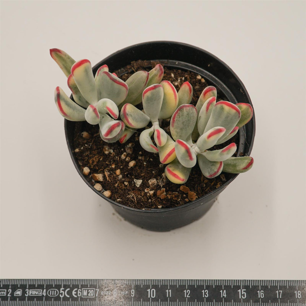 Cotyledon orbiculata var. flanaganii f. variegata
