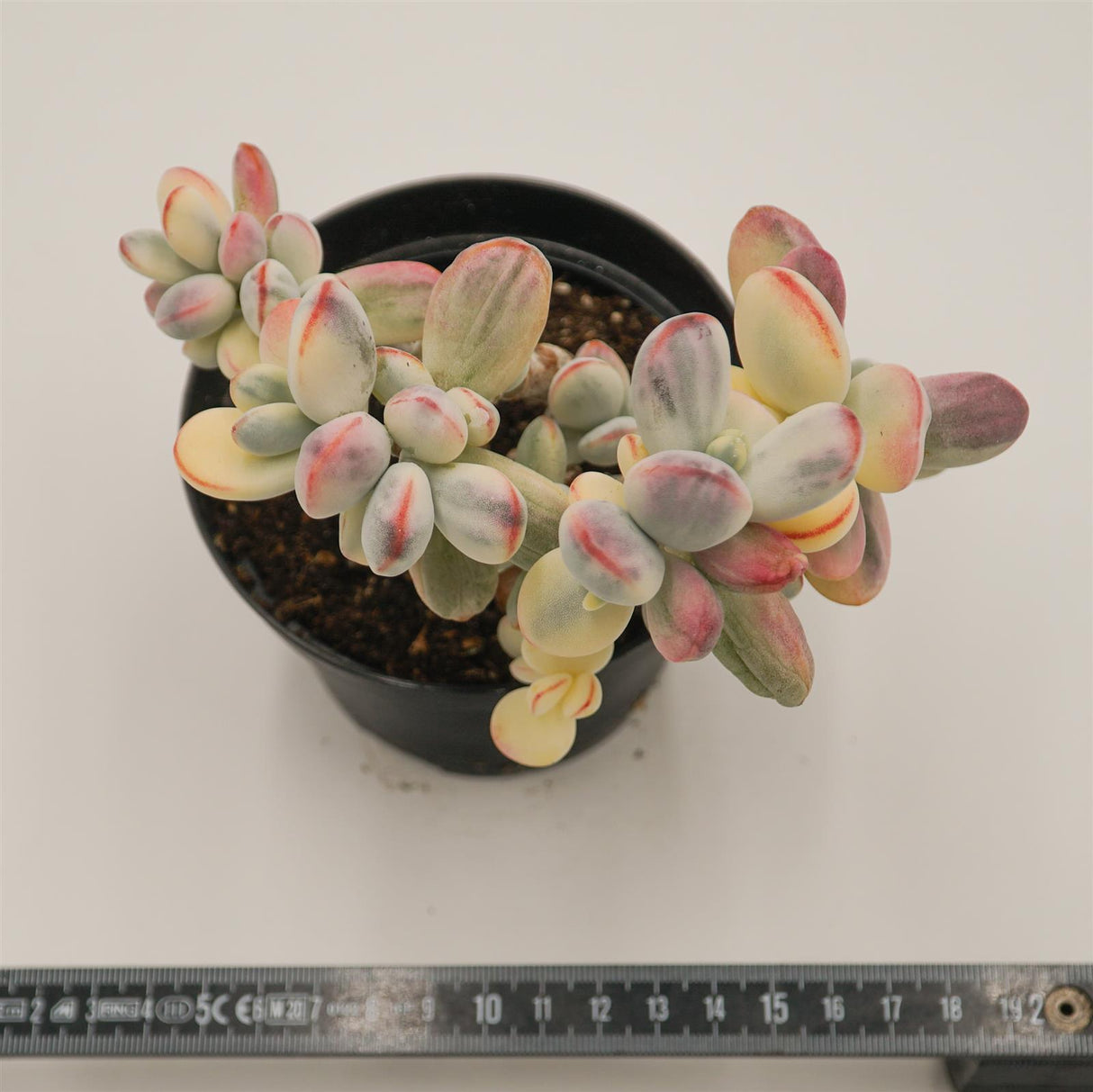 Cotyledon orbiculata oophylla f.variegata aka. Unicorn poop succulent