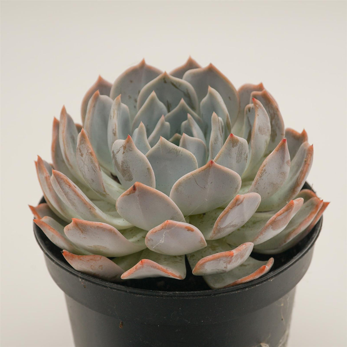 Delosperma lehmannii f variegata