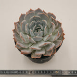 Delosperma lehmannii f variegata