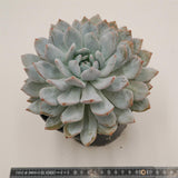 Echeveria Laurince x laui XL