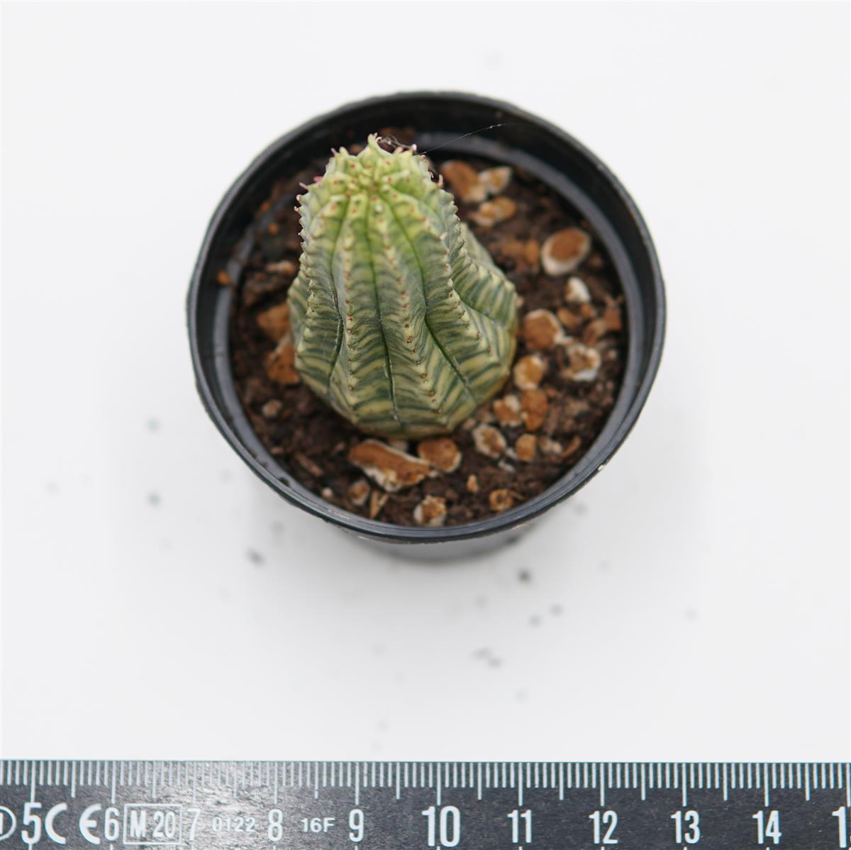 Euphorbia obesa f. variegata