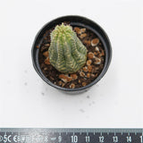 Euphorbia obesa f. variegata