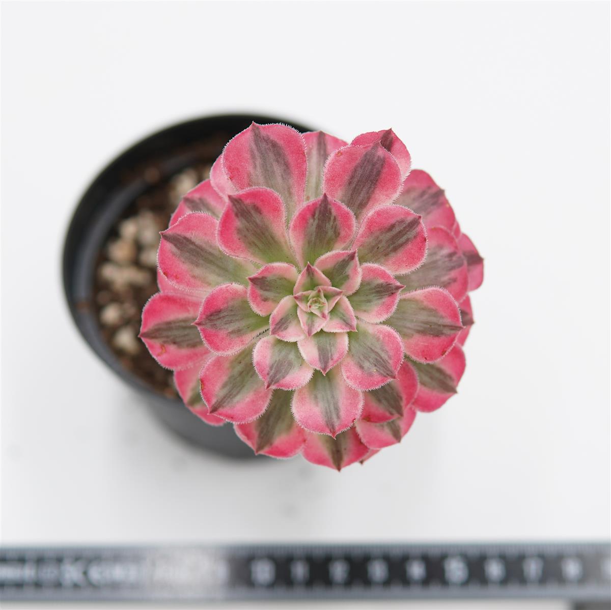 Aeonium White Halloween f. variegata