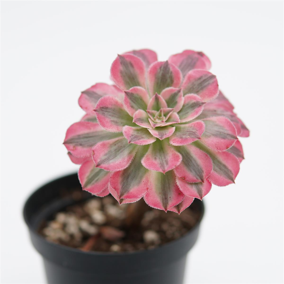 Aeonium White Halloween f. variegata