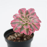 Aeonium White Halloween f. variegata