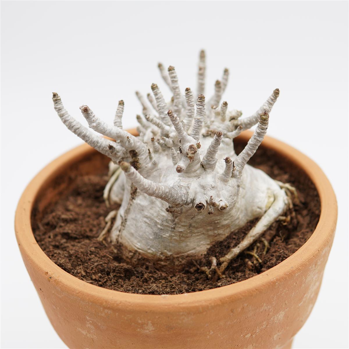 Adenium obesum XXL im Tontopf