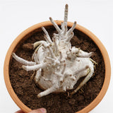 Adenium obesum XXL im Tontopf