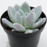 Echeveria Snow Angel