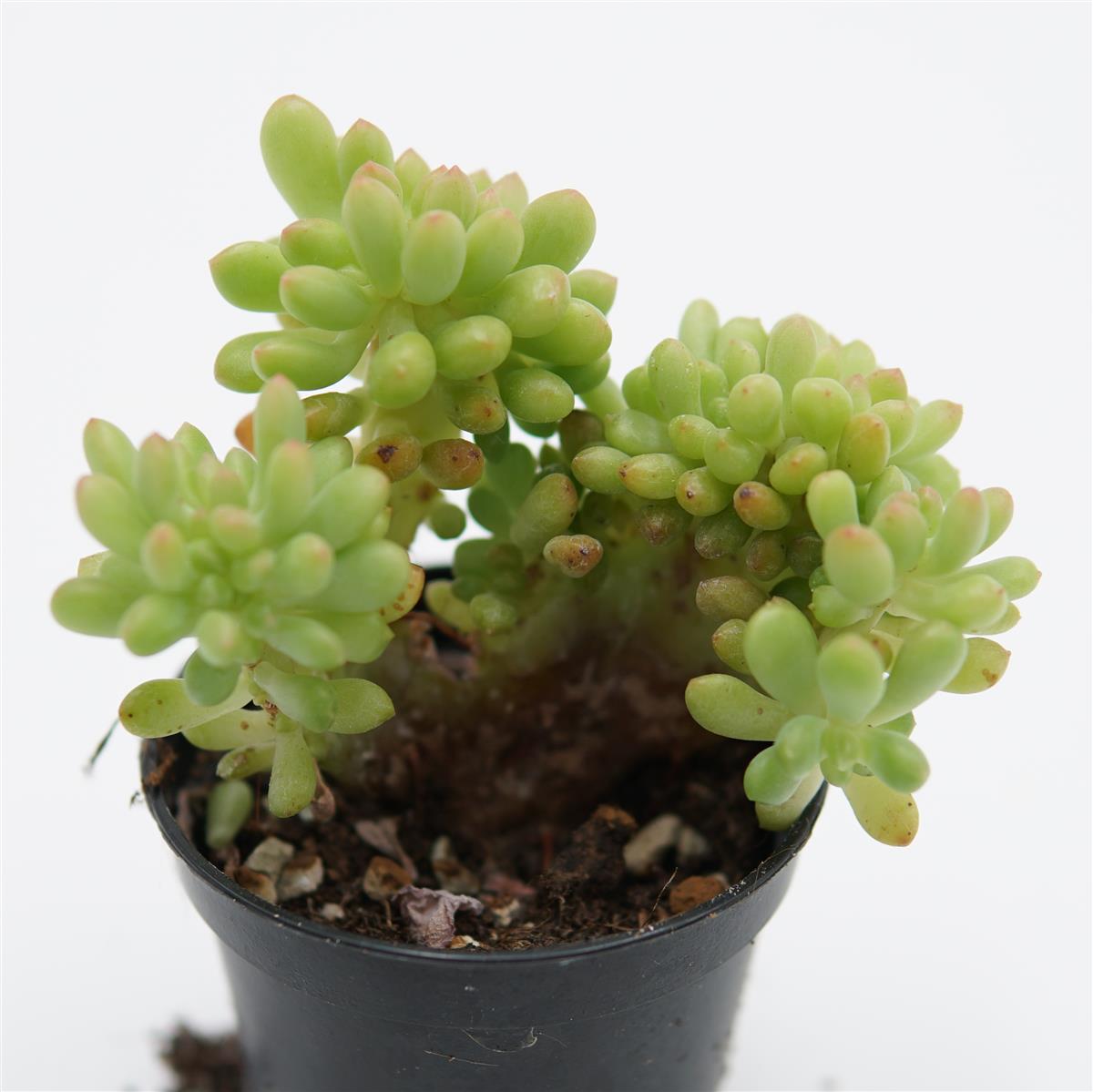 Sedum Alice Evans f. cristata