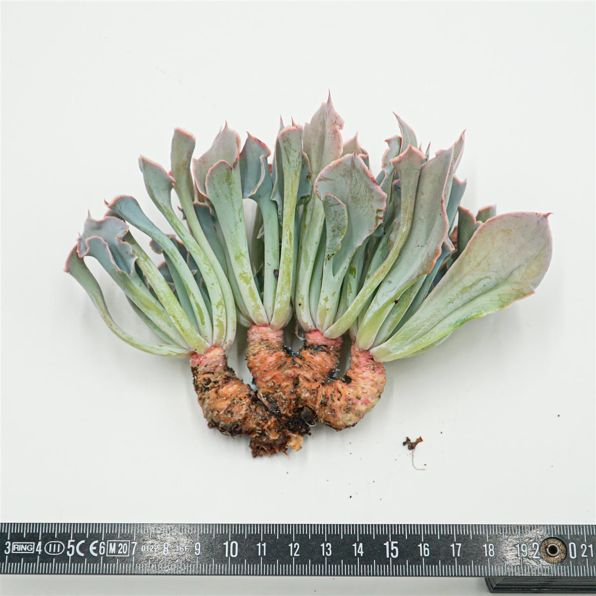 Echeveria Trumpet Pinky Steckling