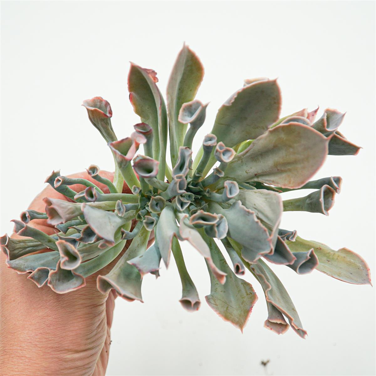 Echeveria Trumpet Pinky Steckling